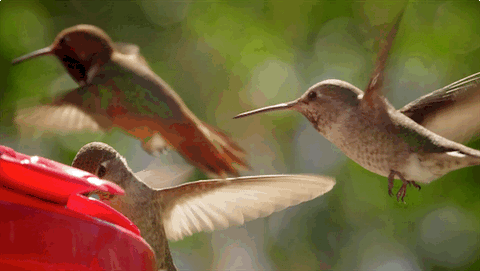 Hummingbird feeder hanger