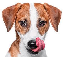 Sticks Chews for Dogs - onlinemegasale.com