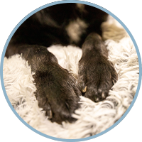 Large Dog Bed Cover Protector Warm Calming Plush - onlinemegasale.com