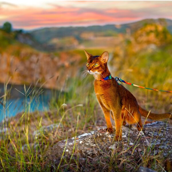 Cat Adjustable Harness and Leash Set for Large Small Cats