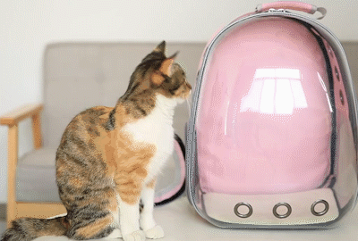 Cat Backpack Breathable Transport Travel dog carrier - onlinemegasale.com