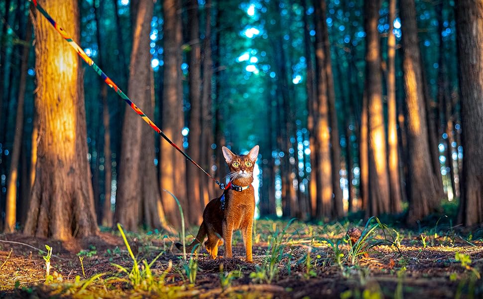 cat leash
