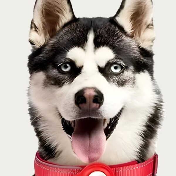 AirTag Collar