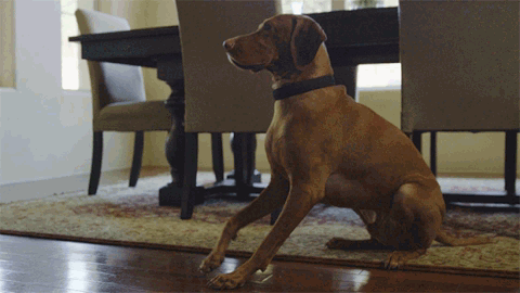 Anti Barking Dog Collar - onlinemegasale.com