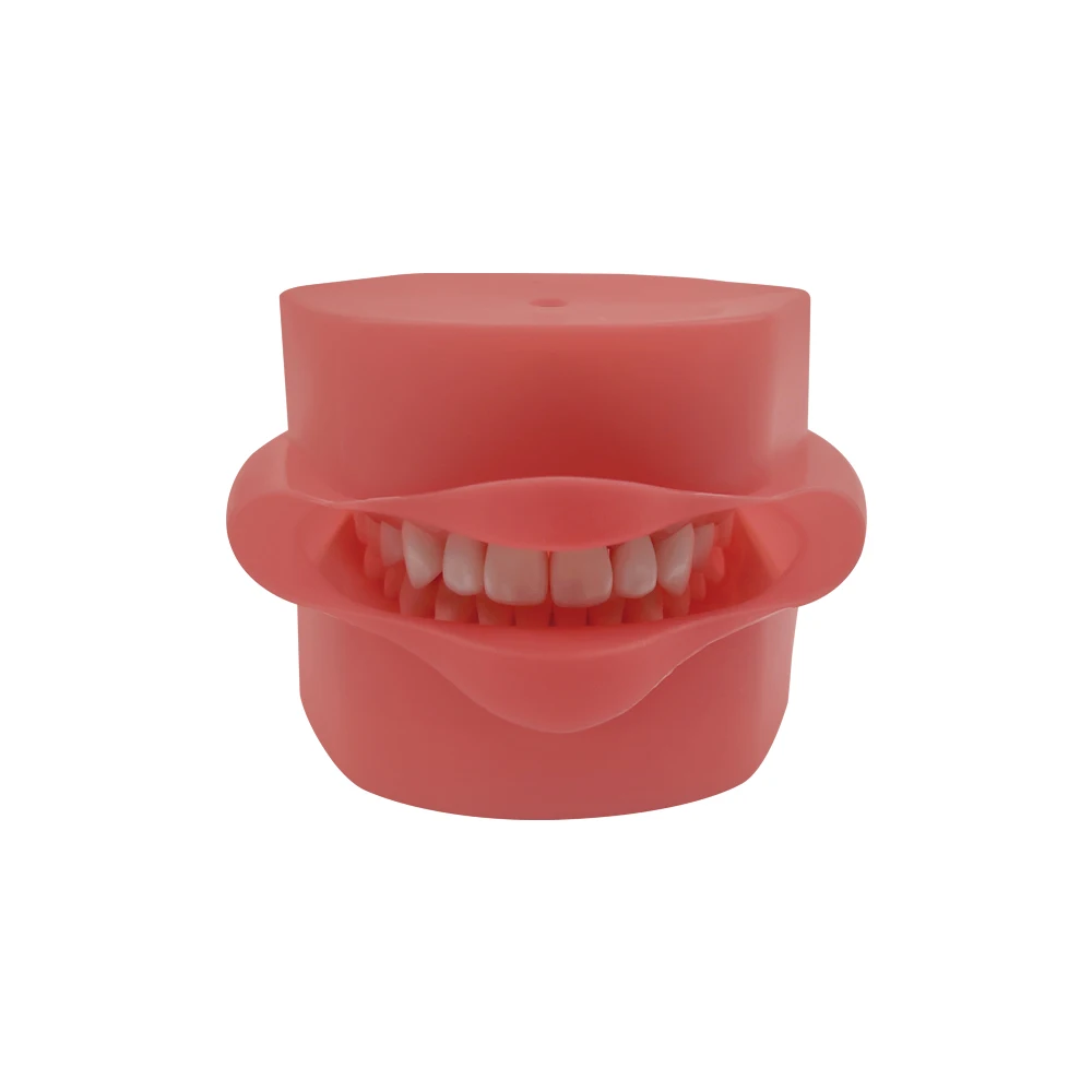 Simple Head Teeth Model Dental Simulator Phantom Head With Teeth for Dentist Education Teaching Training Manikin Head Model - onlinemegasale.com