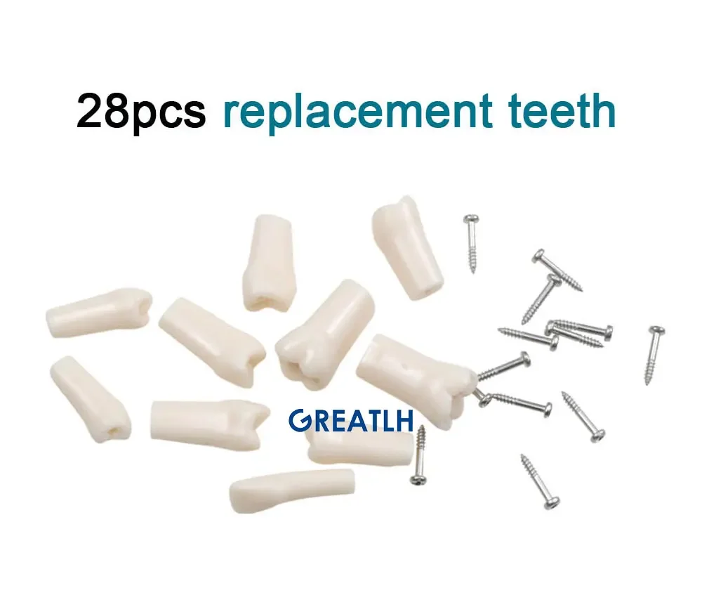 GREATLH Dental Phantom Head with Teeth for Dentist Teaching Practice Dentist Model Manikin Head Model Dental Simulator - onlinemegasale.com