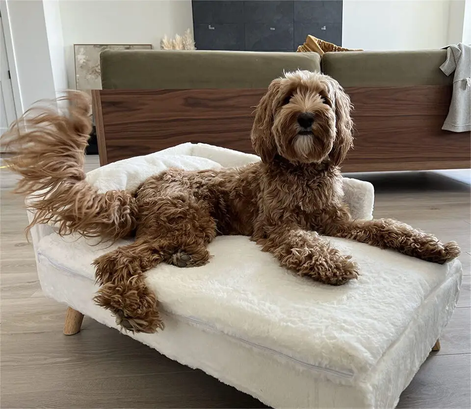 Luxury Elevated Dog Sofa Bed with Backrest Plush Cushion - onlinemegasale.com