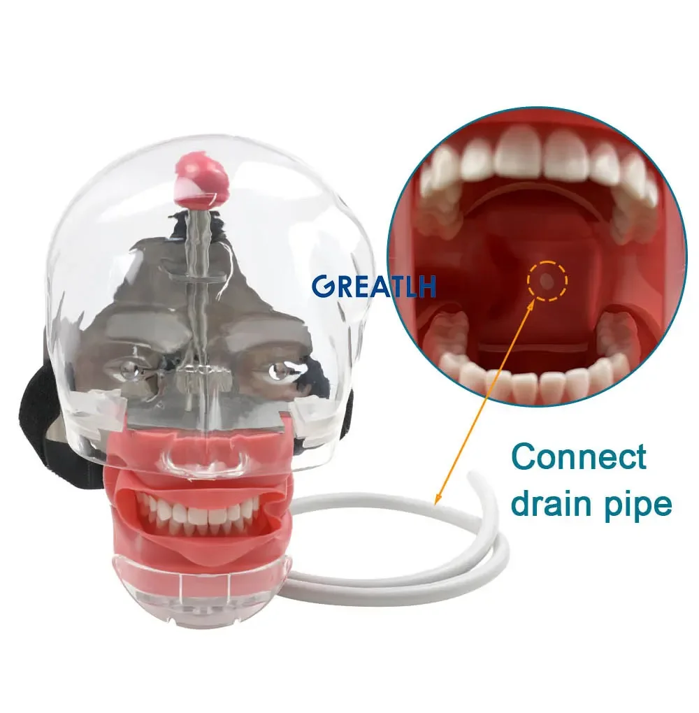 GREATLH Dental Phantom Head with Teeth for Dentist Teaching Practice Dentist Model Manikin Head Model Dental Simulator - onlinemegasale.com