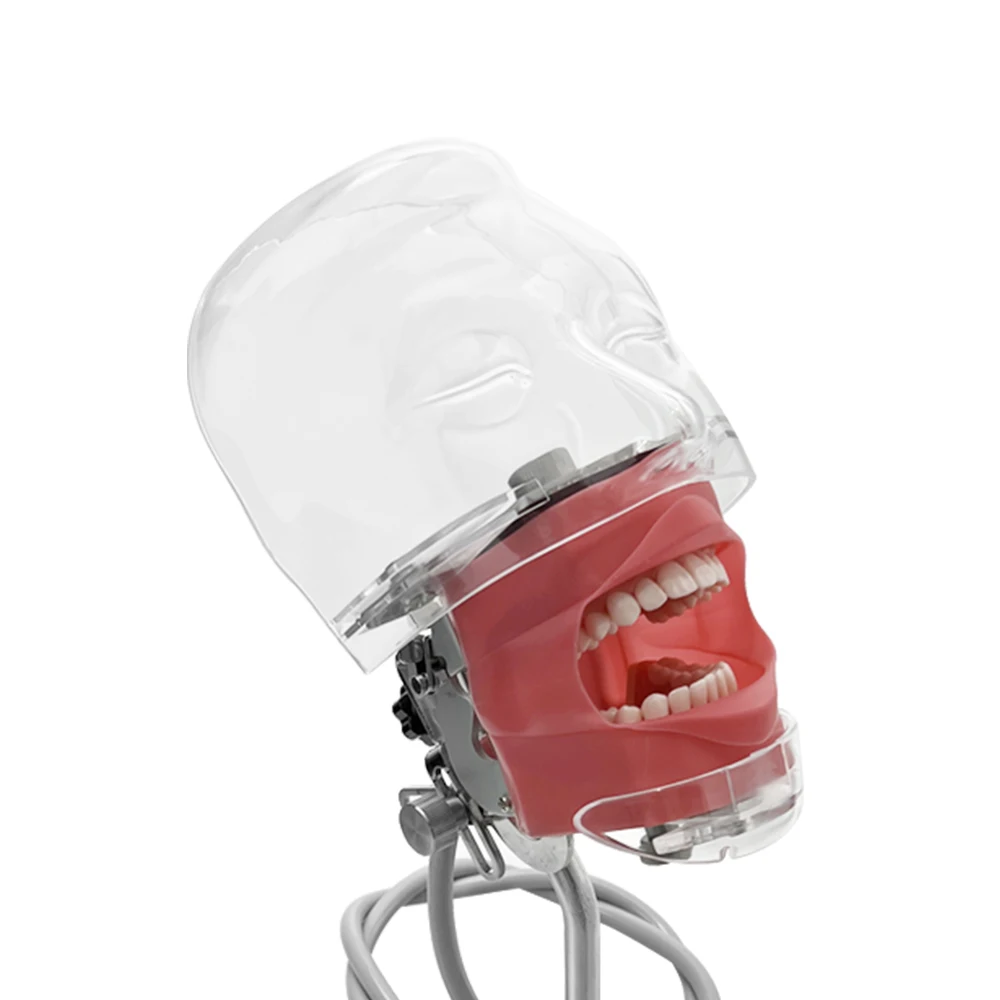 Simple Head Teeth Model Dental Simulator Phantom Head With Teeth for Dentist Education Teaching Training Manikin Head Model - onlinemegasale.com
