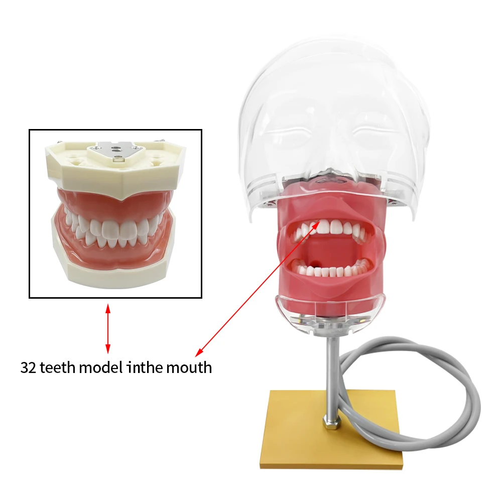 Simple Head Teeth Model Dental Simulator Phantom Head With Teeth for Dentist Education Teaching Training Manikin Head Model - onlinemegasale.com