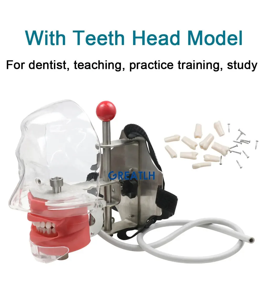 GREATLH Dental Phantom Head with Teeth for Dentist Teaching Practice Dentist Model Manikin Head Model Dental Simulator - onlinemegasale.com