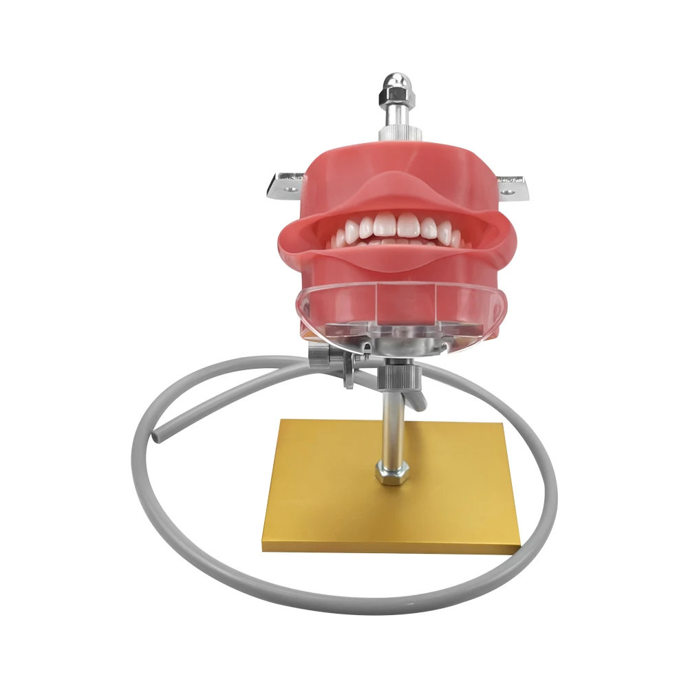 Simple Head Teeth Model Dental Simulator Phantom Head With Teeth for Dentist Education Teaching Training Manikin Head Model - onlinemegasale.com