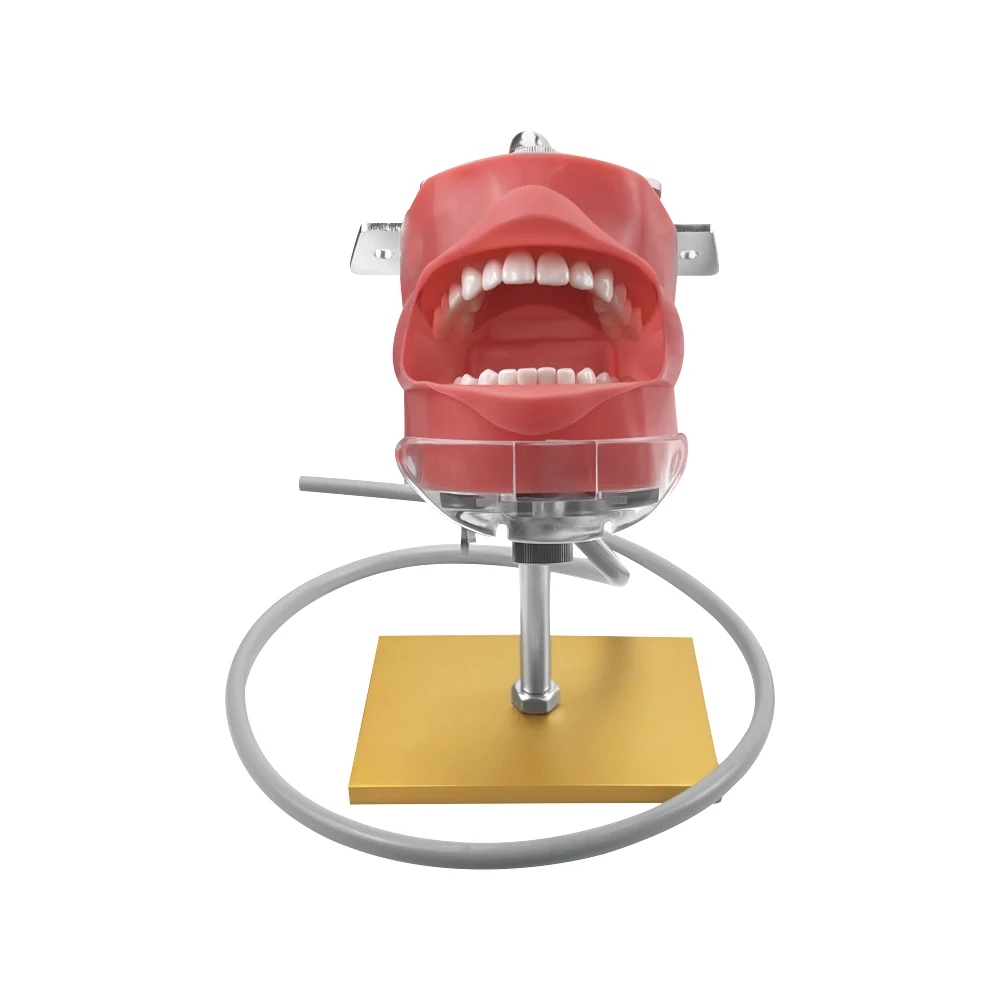 Simple Head Teeth Model Dental Simulator Phantom Head With Teeth for Dentist Education Teaching Training Manikin Head Model - onlinemegasale.com