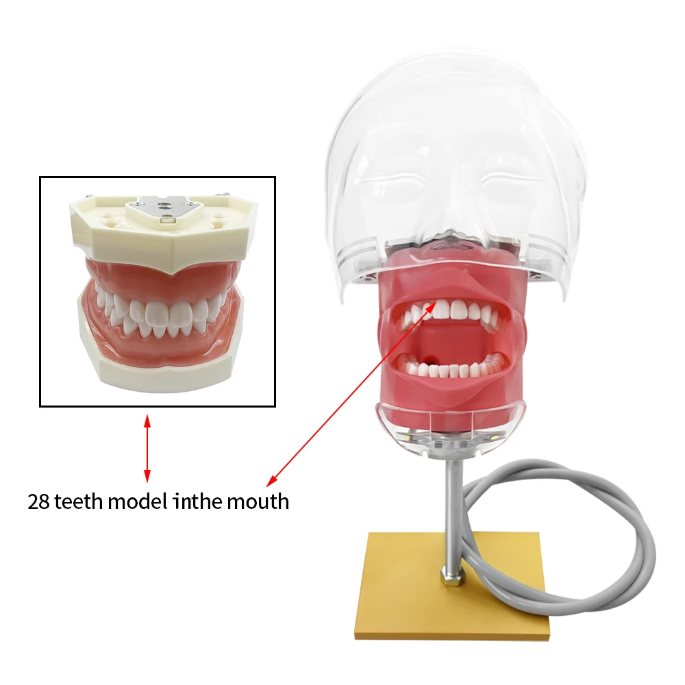 Simple Head Teeth Model Dental Simulator Phantom Head With Teeth for Dentist Education Teaching Training Manikin Head Model - onlinemegasale.com