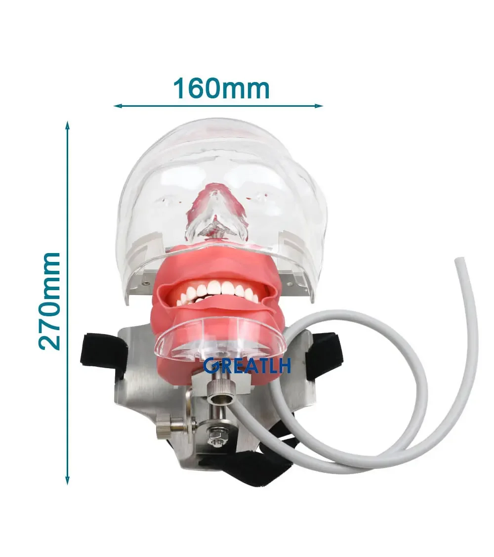 GREATLH Dental Phantom Head with Teeth for Dentist Teaching Practice Dentist Model Manikin Head Model Dental Simulator - onlinemegasale.com