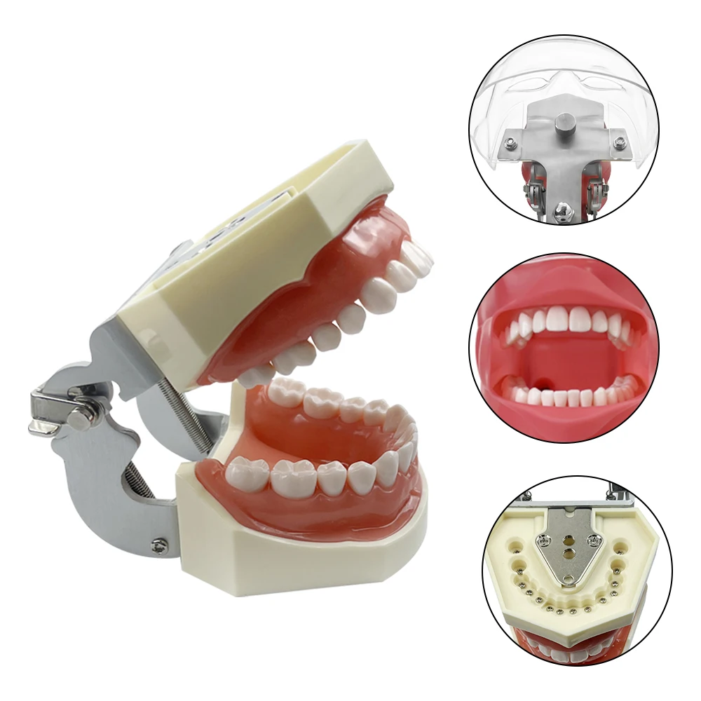 Simple Head Teeth Model Dental Simulator Phantom Head With Teeth for Dentist Education Teaching Training Manikin Head Model - onlinemegasale.com