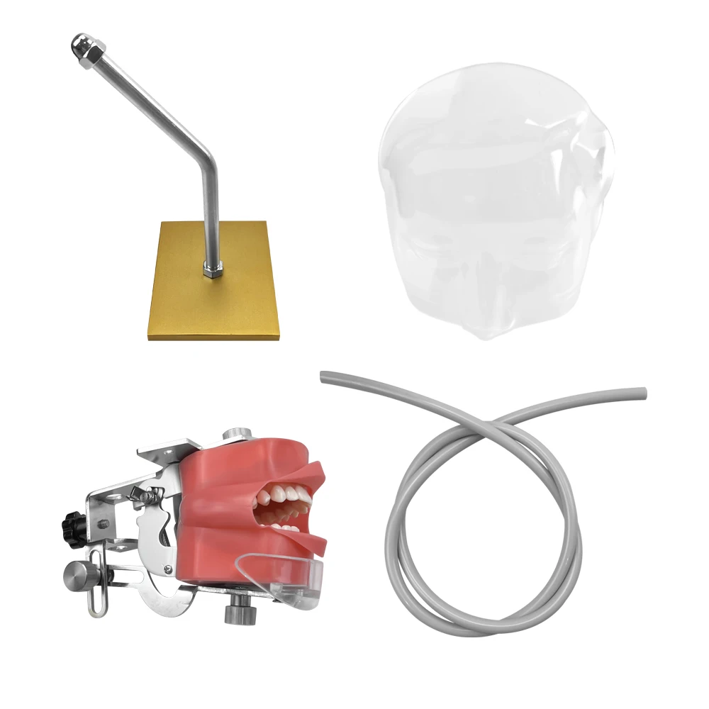 Simple Head Teeth Model Dental Simulator Phantom Head With Teeth for Dentist Education Teaching Training Manikin Head Model - onlinemegasale.com