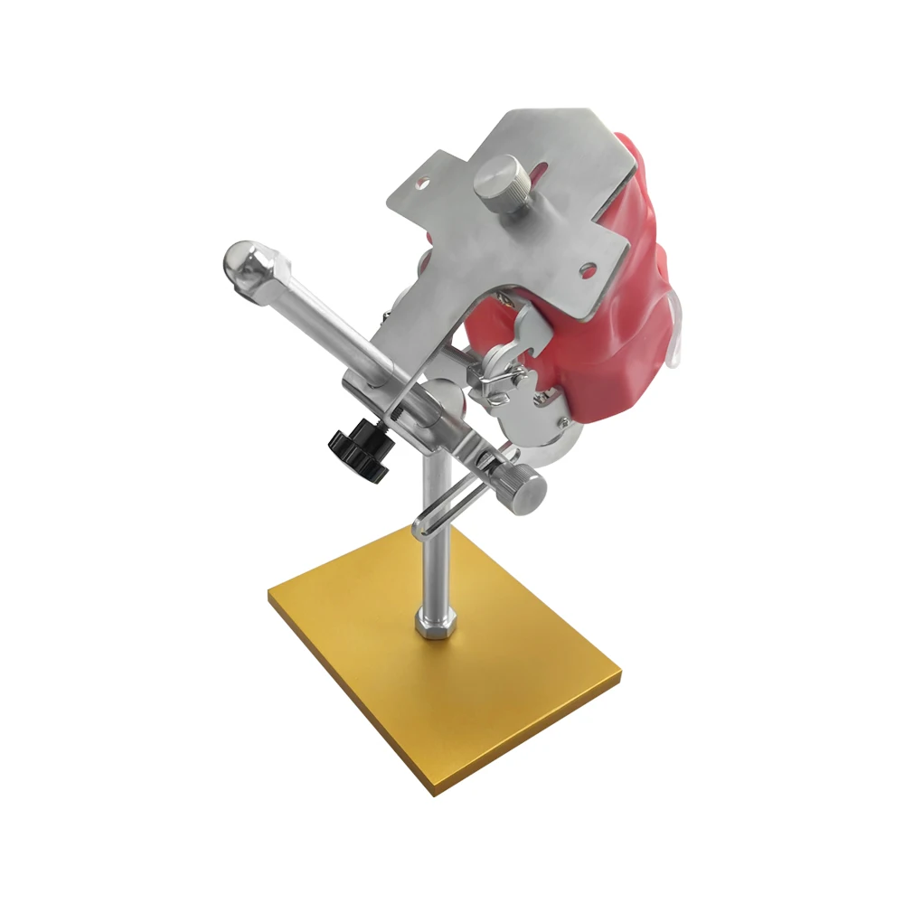 Simple Head Teeth Model Dental Simulator Phantom Head With Teeth for Dentist Education Teaching Training Manikin Head Model - onlinemegasale.com