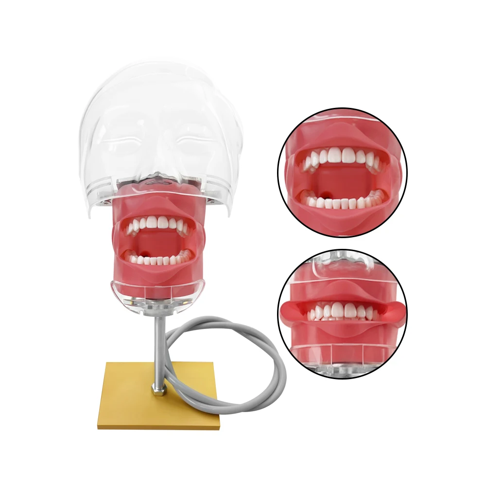 Simple Head Teeth Model Dental Simulator Phantom Head With Teeth for Dentist Education Teaching Training Manikin Head Model - onlinemegasale.com
