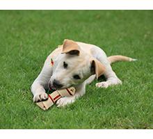 Sticks Chews for Dogs - onlinemegasale.com