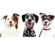 Sticks Chews for Dogs - onlinemegasale.com