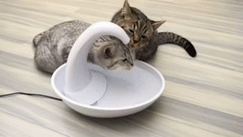 Quiet Automatic Water Fountain Pet Drinking Fountain Water Dispenser - onlinemegasale.com