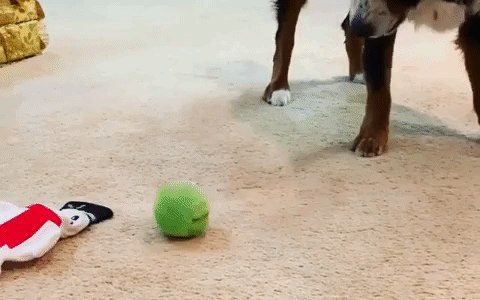 Automatic Rolling Ball For Dogs - onlinemegasale.com