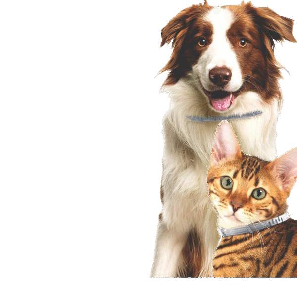 The Definitive Anti Tick Collar