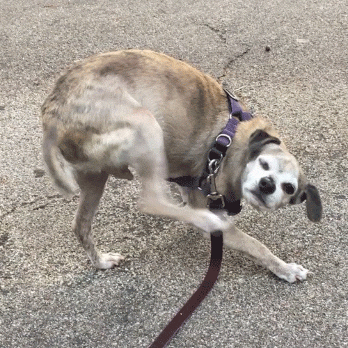 The Definitive Anti Tick Collar - onlinemegasale.com