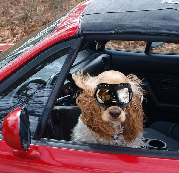 Dog Sunglasses Goggles Large & Small Breed - onlinemegasale.com