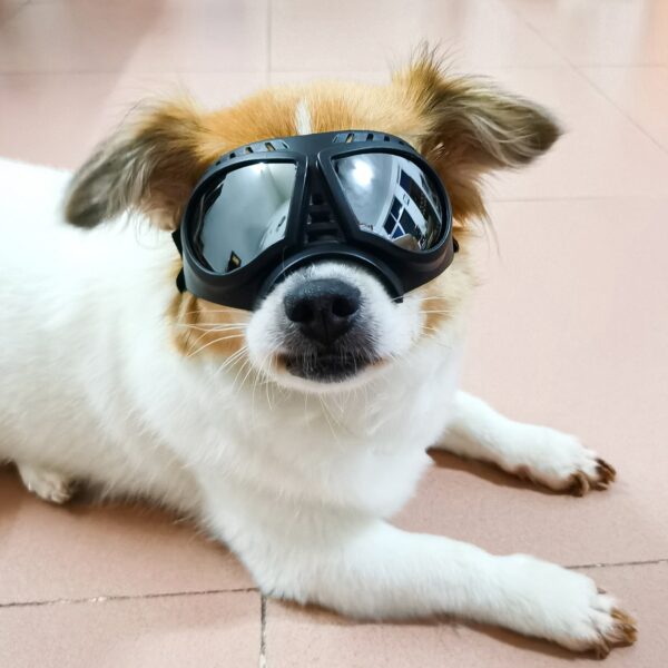 Dog Sunglasses Goggles Large & Small Breed