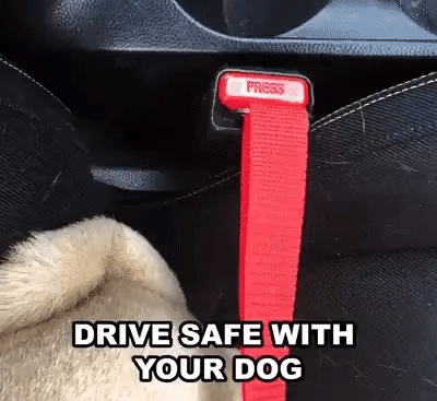 Pup Buckle - onlinemegasale.com