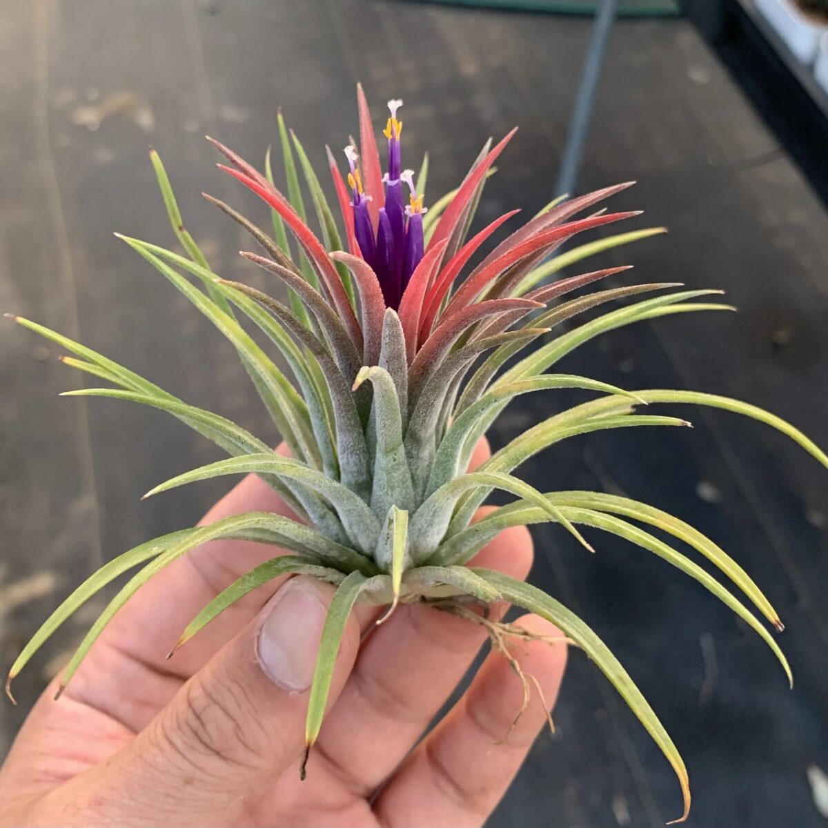 Last Day 49% OFF - HANGING AIR PLANT JELLYFISH🌱 - onlinemegasale.com