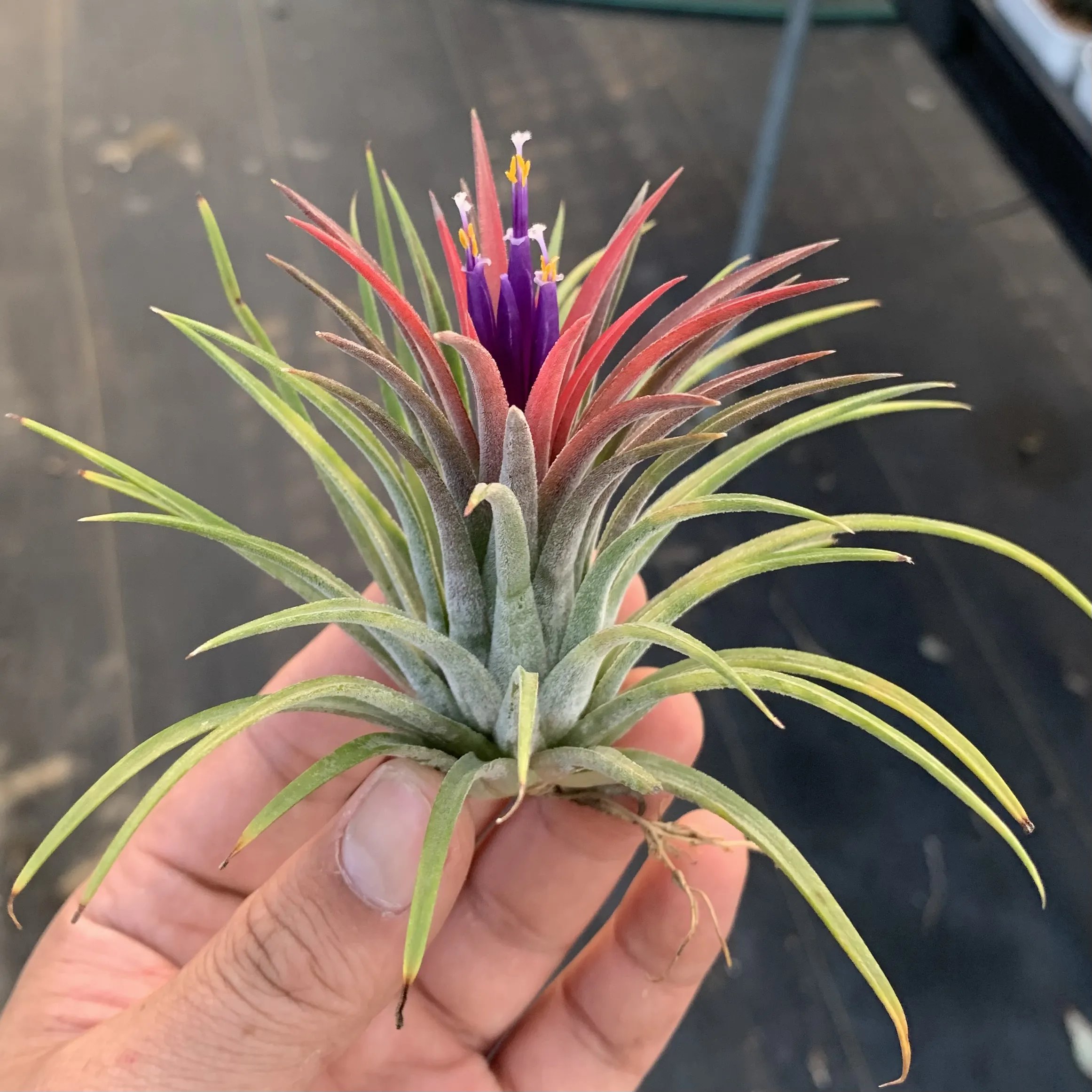 Last Day 49% OFF - HANGING AIR PLANT JELLYFISH🌱 - onlinemegasale.com