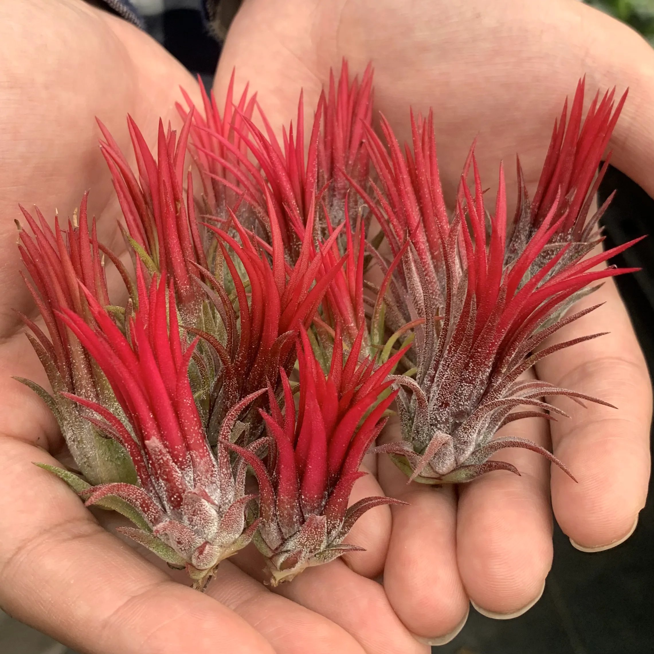 Last Day 49% OFF - HANGING AIR PLANT JELLYFISH🌱 - onlinemegasale.com