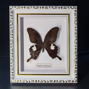 Butterfly crafts teaching collection decorations swallowtail butterfly three-dimensional ornaments - onlinemegasale.com