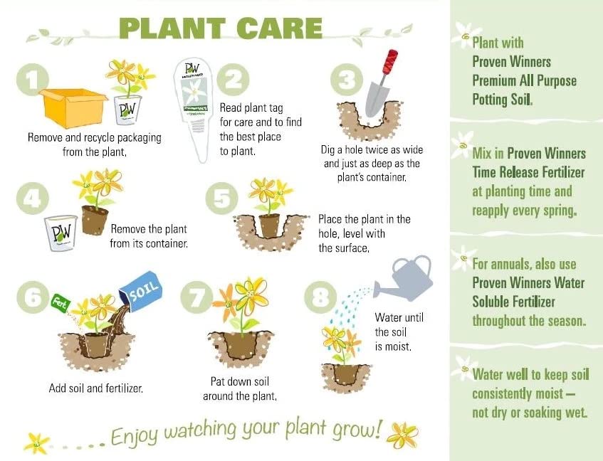 💙Blue Spider Lily Bulbs: Where Mystery Meets Beauty - onlinemegasale.com