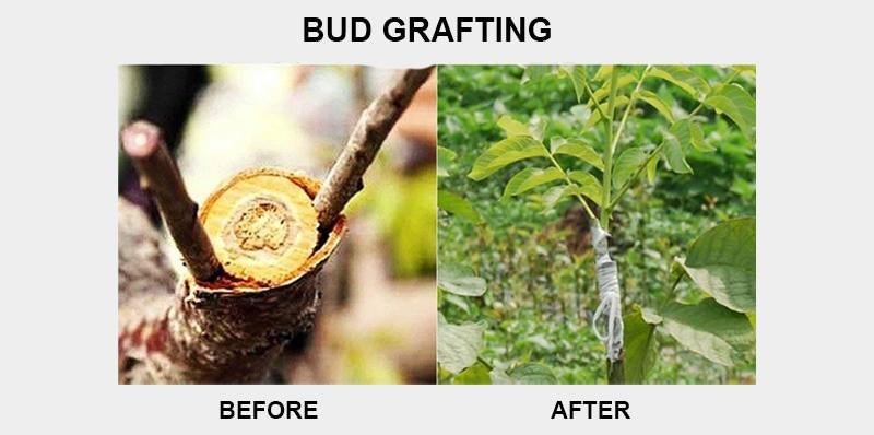 🎉HOT SALE-49% DISCOUNT - GARDEN PROFESSIONAL GRAFTING CUTTING TOOL - onlinemegasale.com