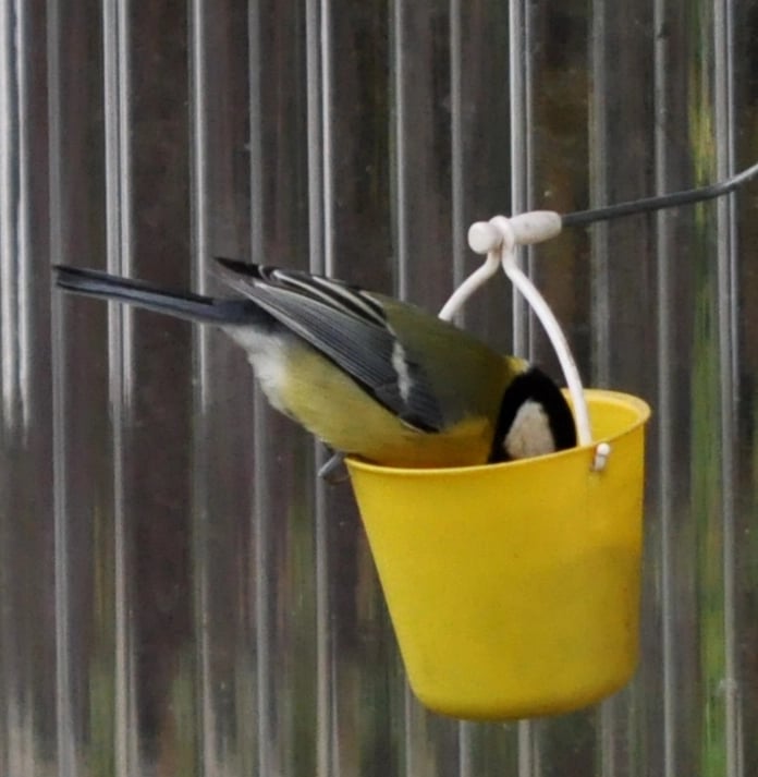 Ferris Wheel Bird Feeder 🐦 - onlinemegasale.com
