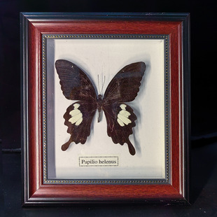 Butterfly crafts teaching collection decorations swallowtail butterfly three-dimensional ornaments - onlinemegasale.com