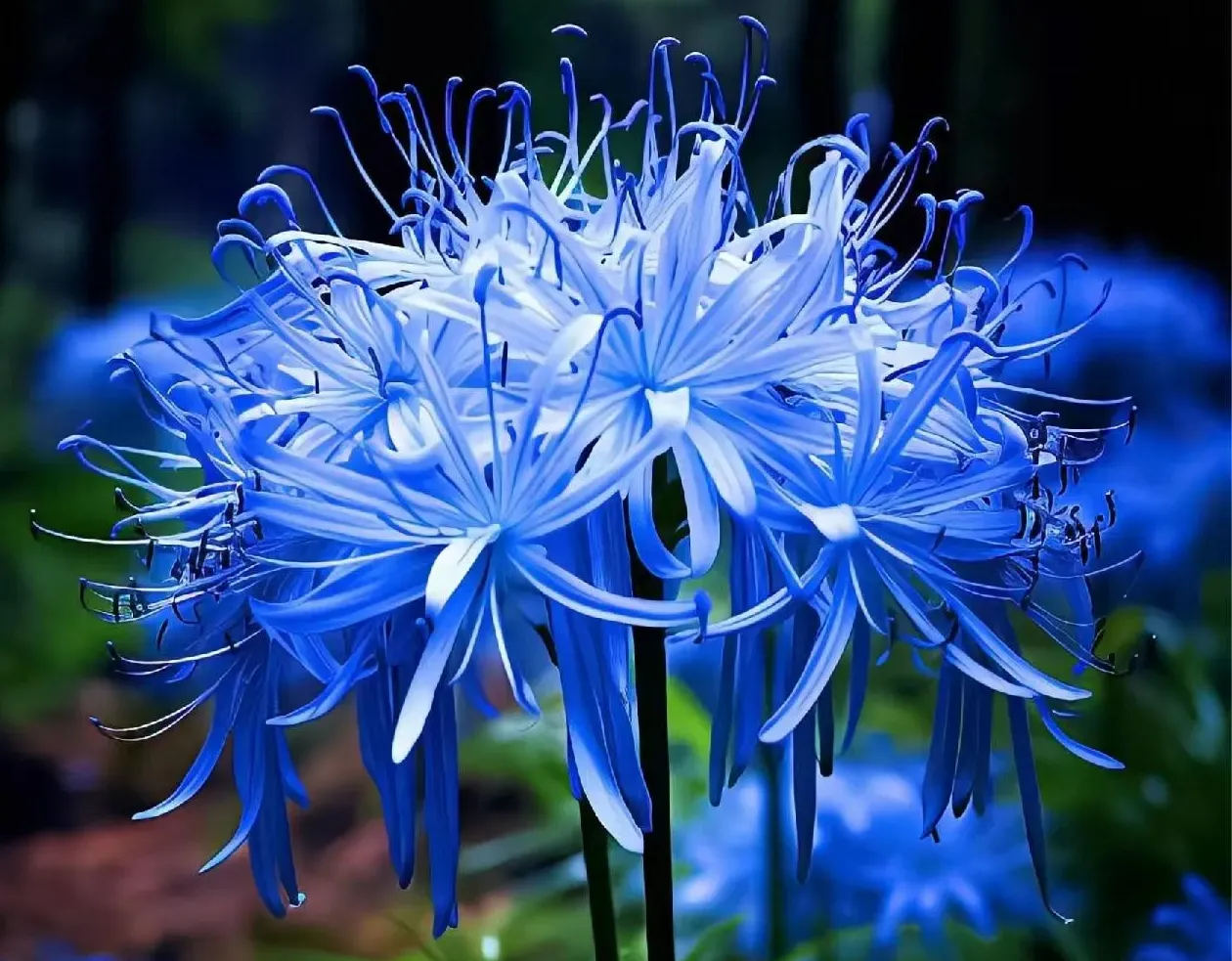 💙Blue Spider Lily Bulbs: Where Mystery Meets Beauty - onlinemegasale.com