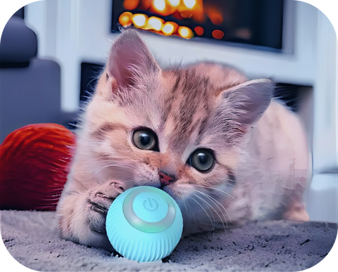 Cat playing with active rolling ball