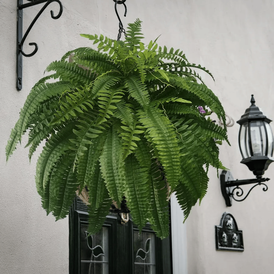 💥This Week's Special Price $18.98🌱UV Resistant Lifelike Artificial Boston Fern - onlinemegasale.com