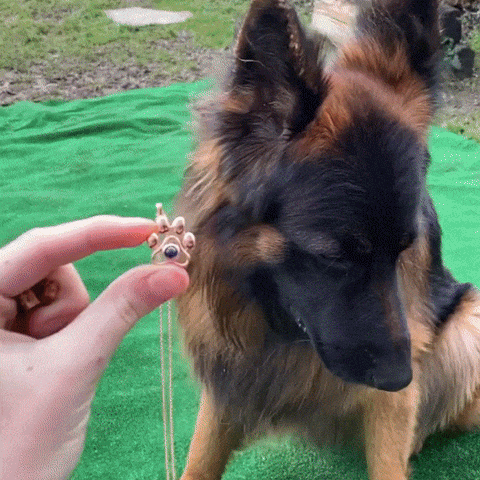 Personalised Pet Photo Necklace - onlinemegasale.com