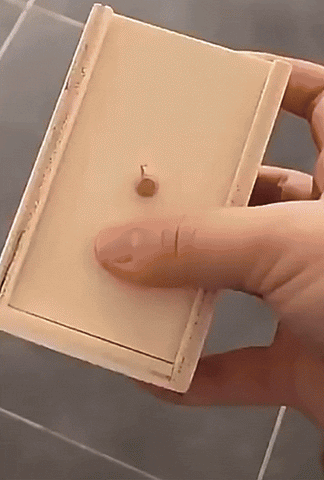 jumping spider prank