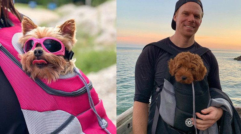 🔥Summer Hot Sale 🔥2024 Summer Dog Backpack - onlinemegasale.com